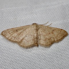 Idaea demissaria