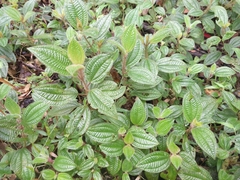 Miconia crenata