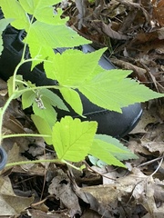Rubus pubescens