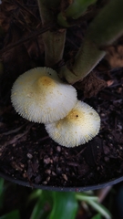 Leucocoprinus
