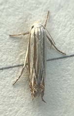 Polyhymno luteostrigella