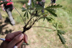 Potentilla heptaphylla