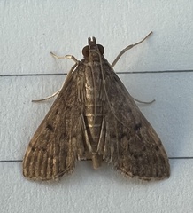 Herpetogramma phaeopteralis