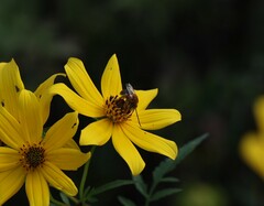Melissodes trinodis