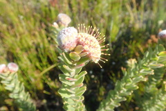 Leucospermum truncatulum