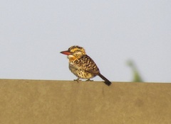Nystalus maculatus