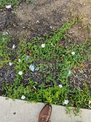 Calystegia sepium