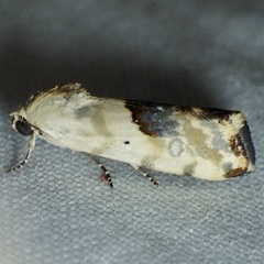 Ponometia libedis