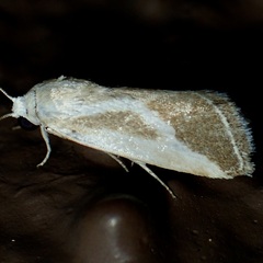 Ponometia alata
