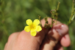 Linum flavum