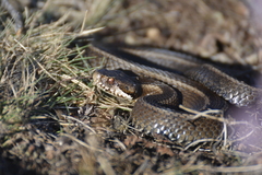 Vipera seoanei