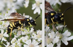 Tenthredo marginella