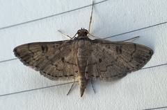 Nacoleia charesalis