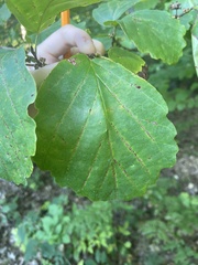 Hamamelis