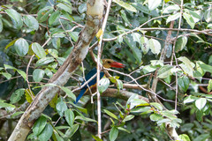 Pelargopsis capensis