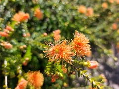 Melaleuca beaufortioides