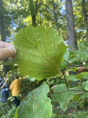 Hamamelis
