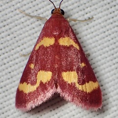 Pyrausta tyralis