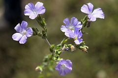 Linum hirsutum