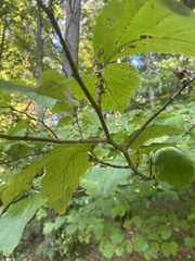 Hamamelis