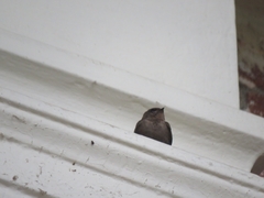 Ptyonoprogne concolor