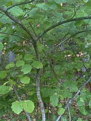 Hamamelis
