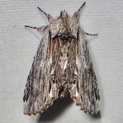 Ianassa coloradensis