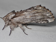 Ianassa coloradensis