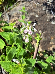 Stachys bolusii