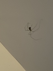 Pholcus phalangioides