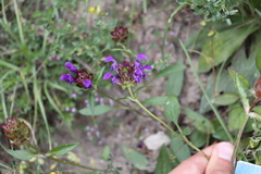 Prunella grandiflora