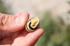 Caucasotachea vindobonensis