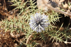 Echinops spinosissimus