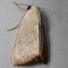 Bagisara buxea