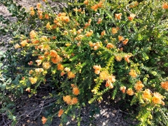Melaleuca beaufortioides