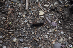 Apantesis nevadensis