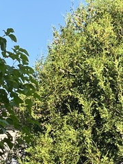 Passer domesticus