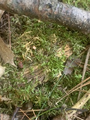 Pleurozium schreberi