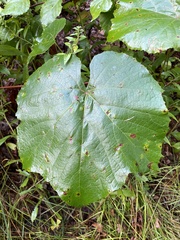 Vitis labrusca