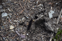 Apantesis nevadensis