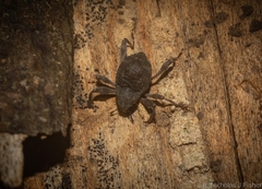 Onidistus araneus