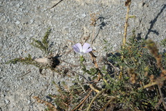 Linum lanuginosum
