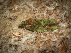 Sorolopha delochlora