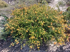 Melaleuca beaufortioides