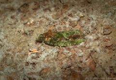 Sorolopha delochlora