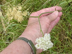 Oenanthe pimpinelloides
