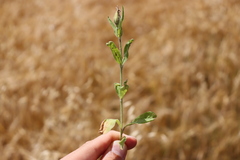 Silene noctiflora