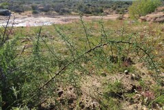 Asparagus capensis