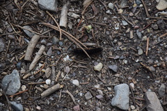 Apantesis nevadensis