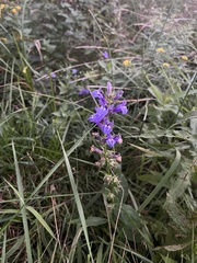 Lobelia siphilitica